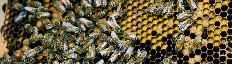 close up of honey bees